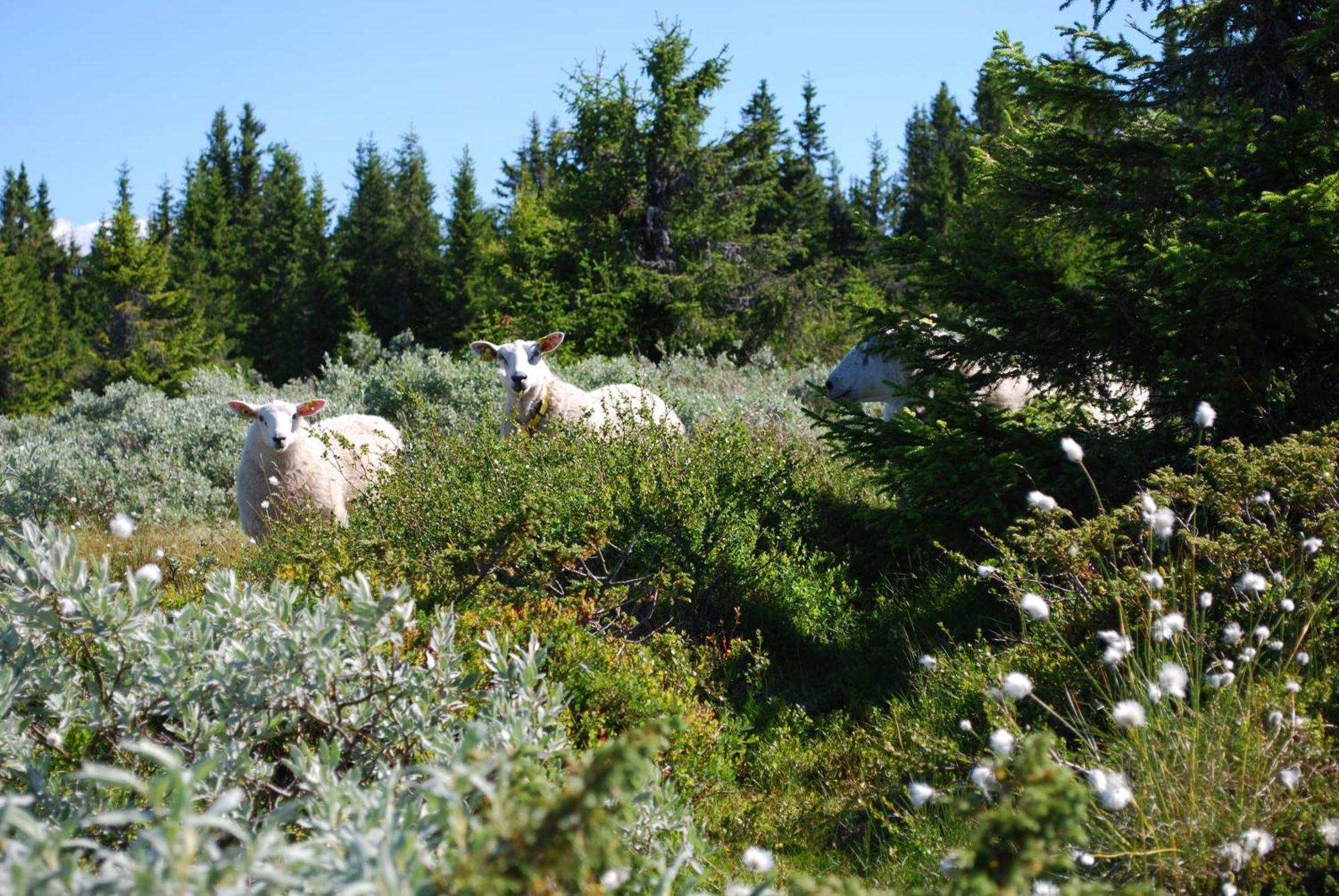 Nordseter Fjellpark, Hyttegrend Екстер'єр фото